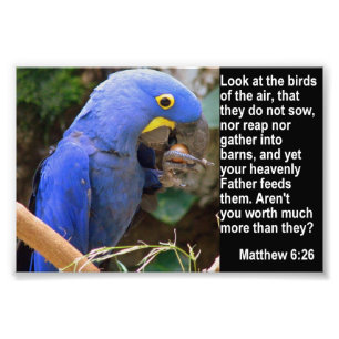 Matthew-6:26 mit blauem Macaw Fotodruck