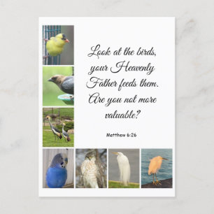 Matthew 6:26 Postkarte