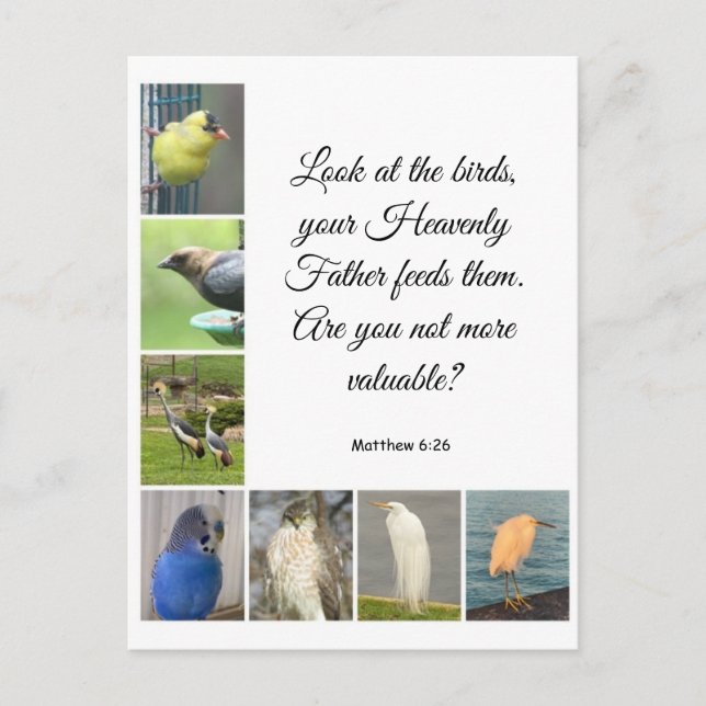 Matthew 6:26 Postkarte (Vorderseite)