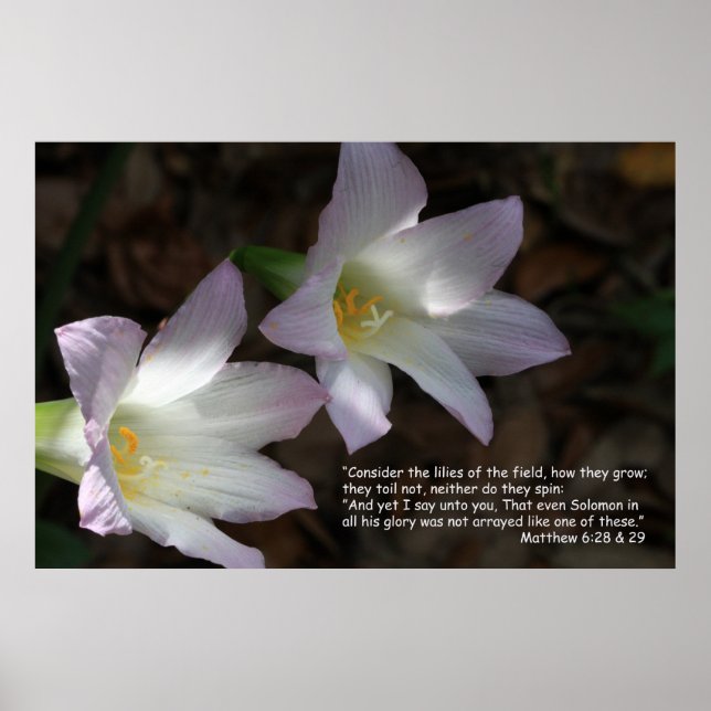 Matthew 6:28 & 29 Scripture Poster (Vorne)