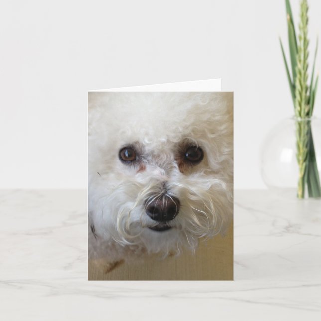 Mattie - Bichon Frise NoteCard Karte (Vorderseite)