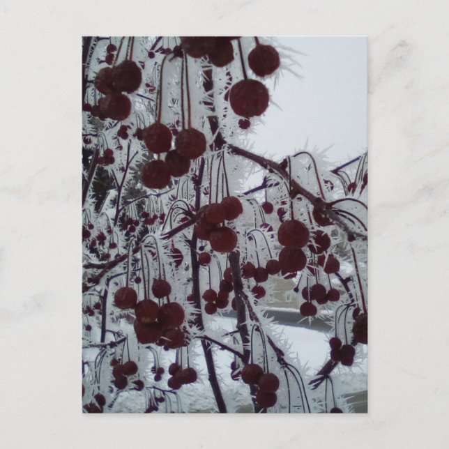 Mattierte Beeren Feiertagspostkarte (Vorderseite)