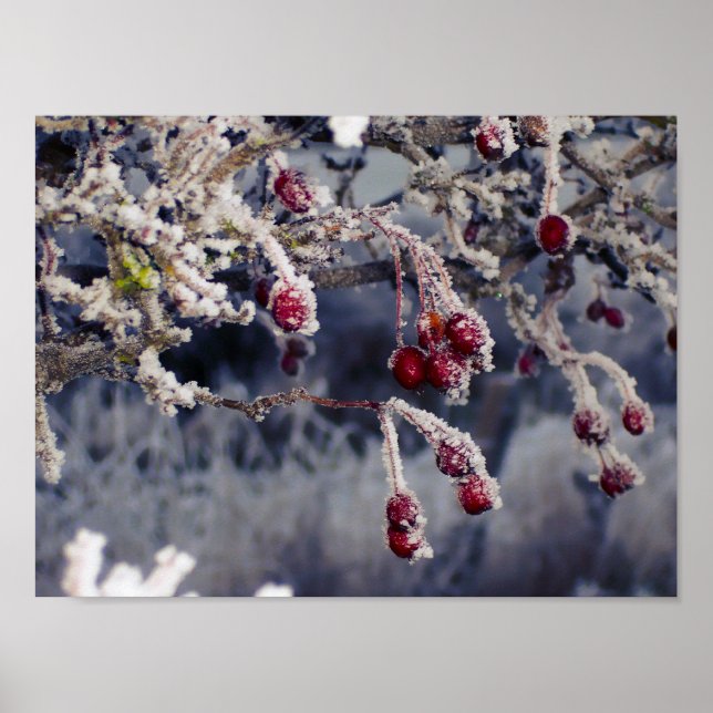 Mattierte Berries Poster (Vorne)