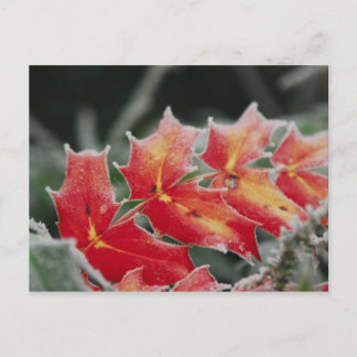 mattierte Blätter Postkarte