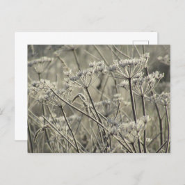 Mattierte Umbellider Postkarte
