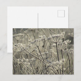 Mattierte Umbellider Postkarte