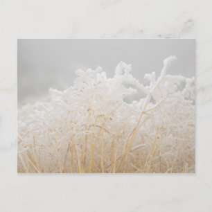 Mattierte Wintergras Postkarte