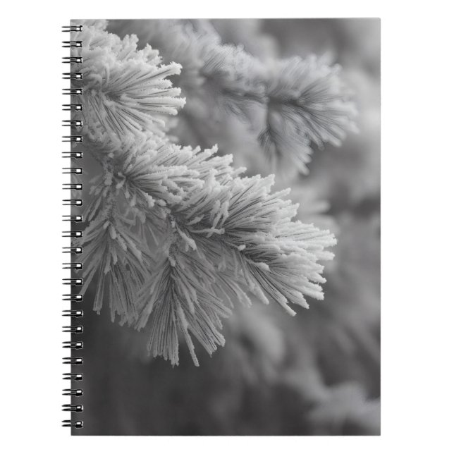 Mattiertes Pine Winter Branch Notebook Notizblock (Vorderseite)