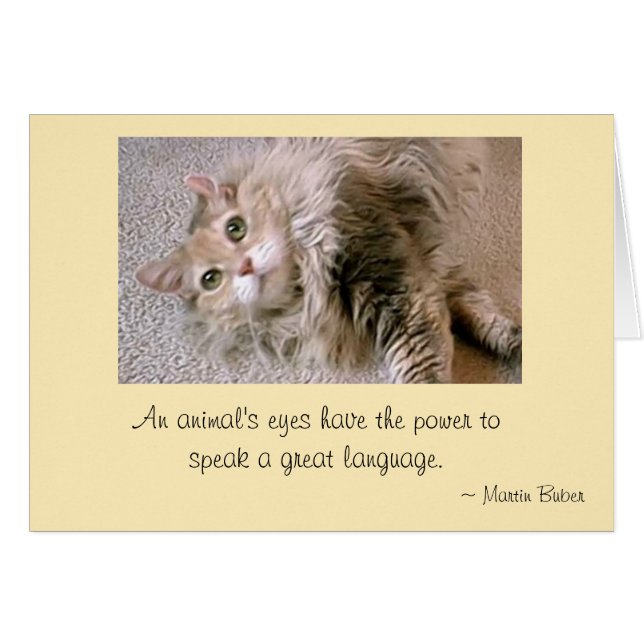 Mattie's Eyes (Vorderseite (Horizontal))