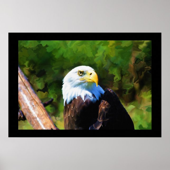 Mature Bald Eagle Wildlife Painting Poster (Vorne)
