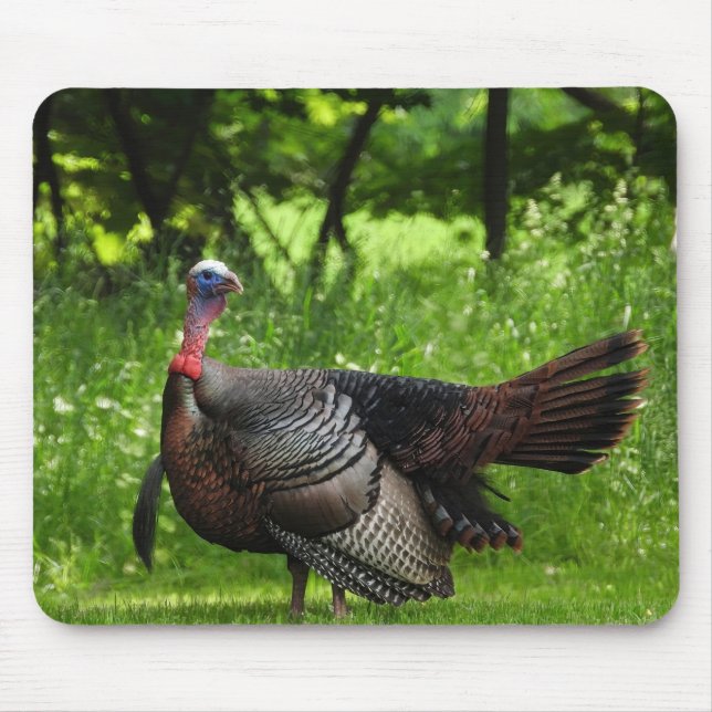 Mature Male Wild Türkei zeigt Feathers Mousepad (Vorne)
