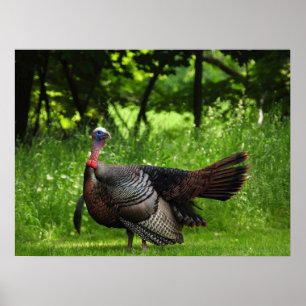Mature Male Wild Türkei zeigt Feathers Poster