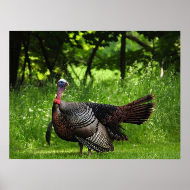 Mature Male Wild Türkei zeigt Feathers Poster (Vorne)