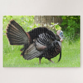 Mature Male Wild Türkei zeigt Feathers Puzzle
