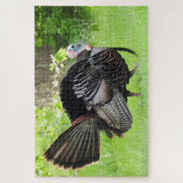Mature Male Wild Türkei zeigt Feathers Puzzle