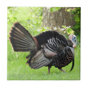 Mature Male Wild Turkey Displaying Feathers  Fliese