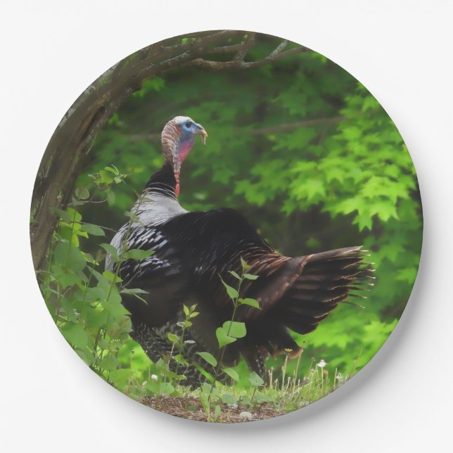 Mature Male Wild Turkey - Erntedank Pappteller (Vorderseite)
