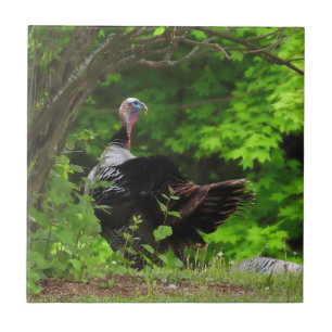 Mature Male Wild Turkey  Fliese