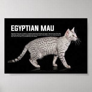 Mau-Katzenzucht Poster