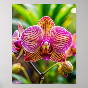Mauer Orchidée Poster