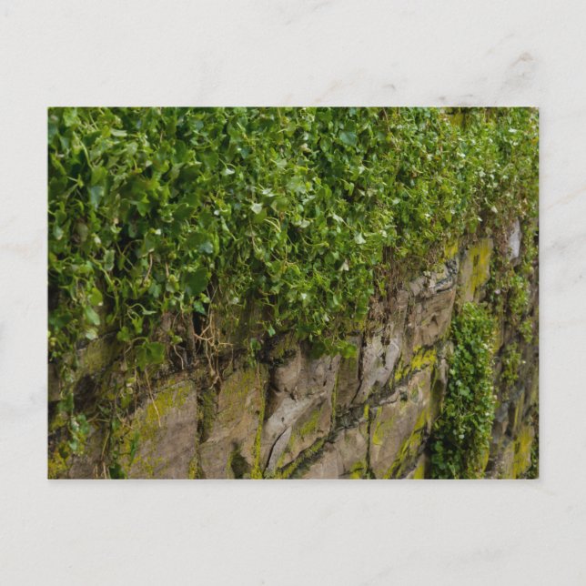 Mauer Postkarte (Vorderseite)