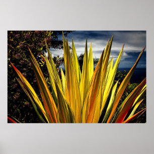 Maui Gold - Hawaii Poster