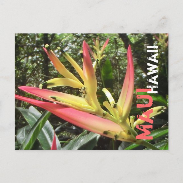 Maui Hawaii Blume Postkarte (Vorderseite)