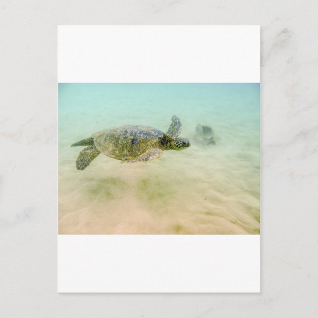 Maui Hi Beach Turtle 2014 Postkarte (Vorderseite)