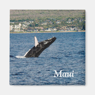 Maui Humpback Whale bricht Magnet
