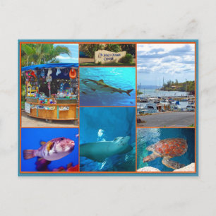 Maui Ocean Center Postkarte