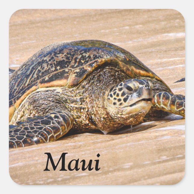 Maui Sea Turtle auf einem Strandaufkleber Quadratischer Aufkleber (Vorderseite)