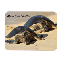 Maui Sea Turtles