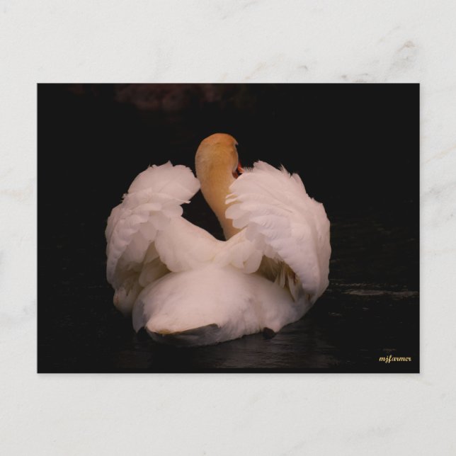 Maui Swan Postcard Postkarte (Vorderseite)