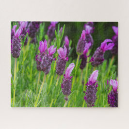 Maui Upcountry Lavender Blooms Puzzle