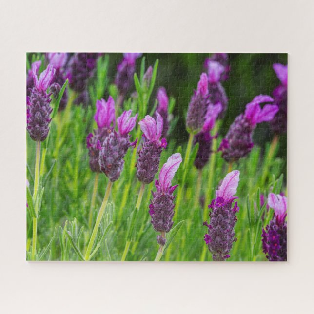 Maui Upcountry Lavender Blooms Puzzle (Horizontal)