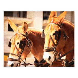 Maultier-Team Fotodruck