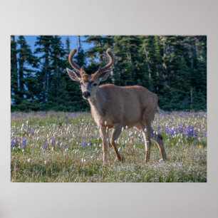 Maultierhirsch-Bock   Olympic-Nationalpark Poster
