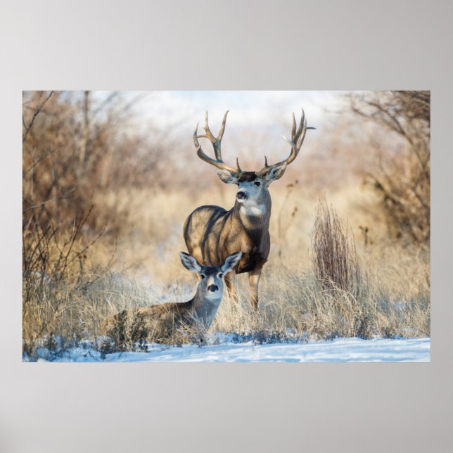 Maultierhirsch Bock und Hirschkuh Poster (Vorne)