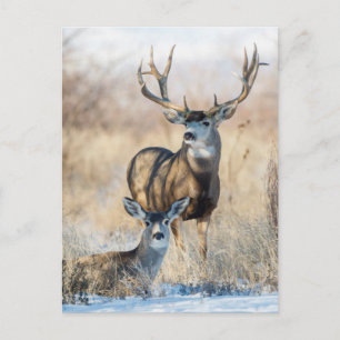 Maultierhirsch Bock und Hirschkuh Postkarte