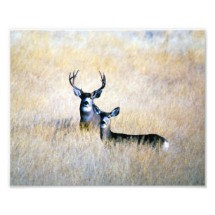 Maultierhirsch-Dollar-u. Fotodruck