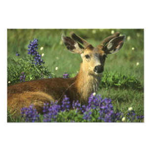 Maultierhirsch, Odocoileus hemionus Fotodruck