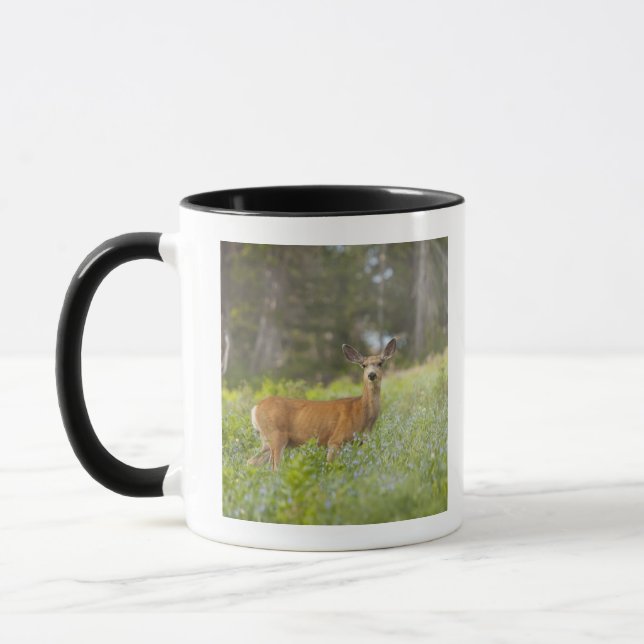 Maultierhirsch (Odocoileus hemionus) in der Wiese Tasse (Links)