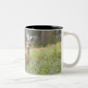 Maultierhirsch (Odocoileus hemionus) in der Wiese Zweifarbige Tasse