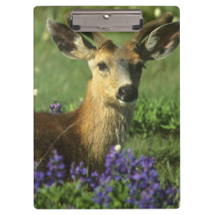 Maultierhirsch, Odocoileus hemionus Klemmbrett
