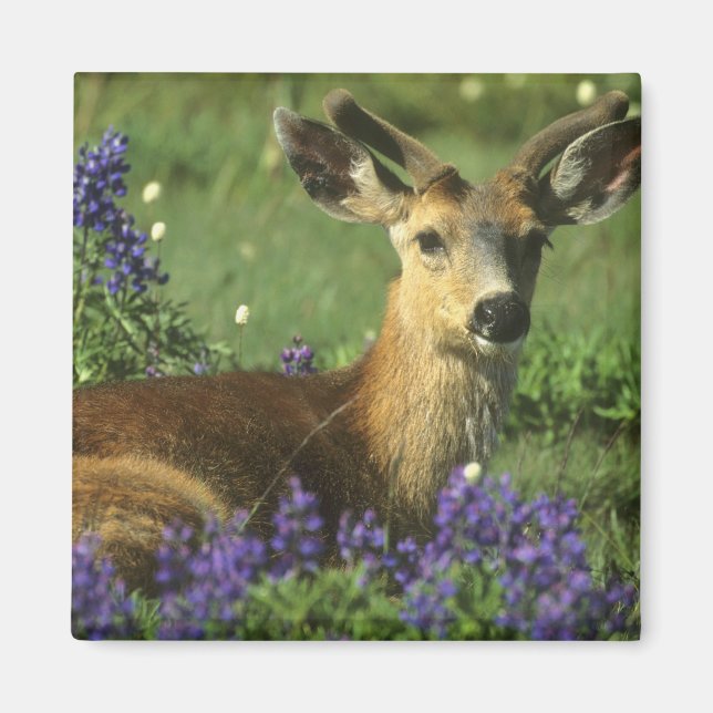 Maultierhirsch, Odocoileus hemionus Magnet (Vorne)