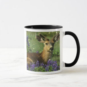 Maultierhirsch, Odocoileus hemionus Tasse