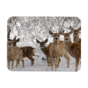Maultierhirsch Wyoming Magnet
