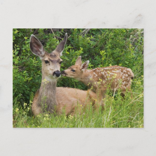 Maultierhirschweibchen mit Kitz Postkarte (Vorderseite)