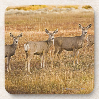 Maultierrotwild (Odocoileus hemionus) eins auf Untersetzer