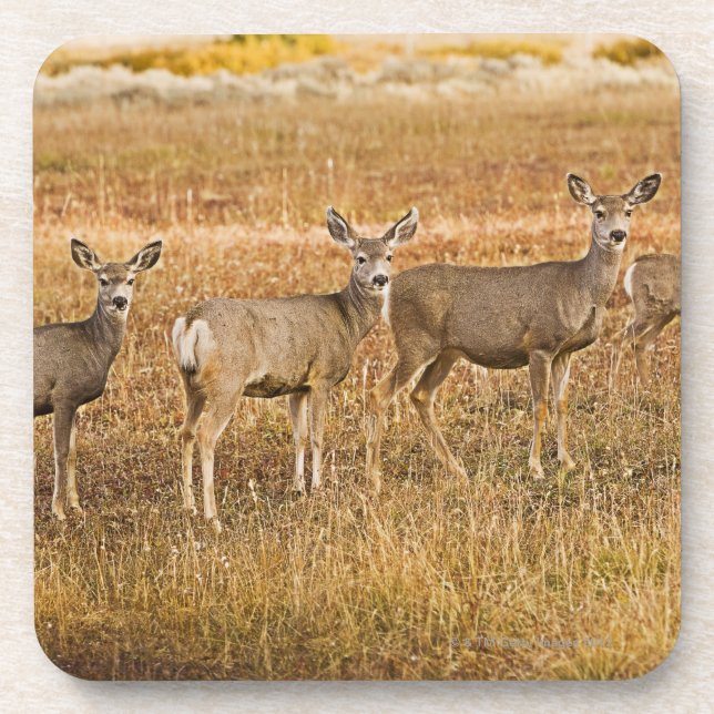 Maultierrotwild (Odocoileus hemionus) eins auf Untersetzer (Vorderseite)